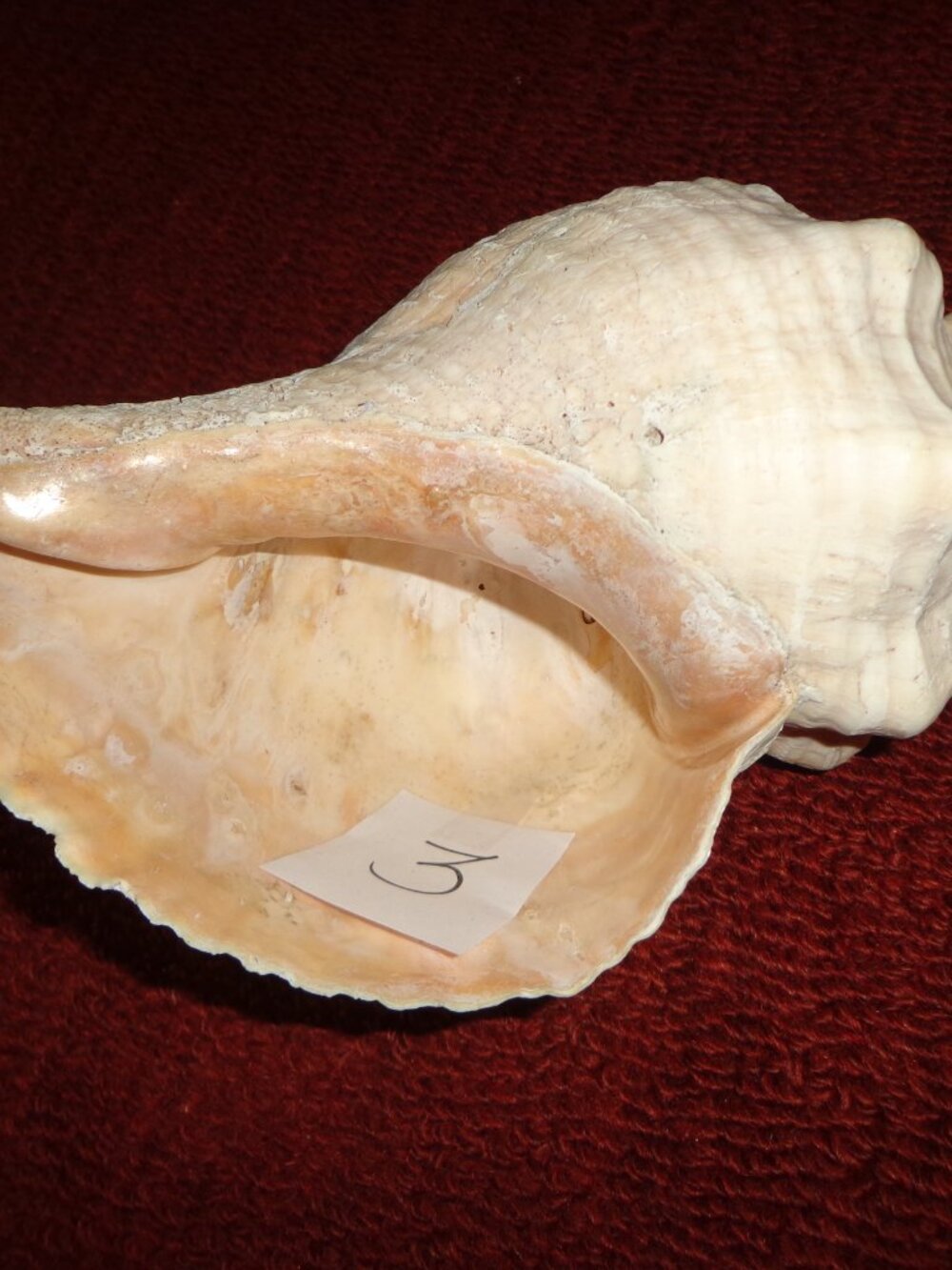 Sea Shell Authentic Knobbed Whelk 12.5" Nature's Beauty